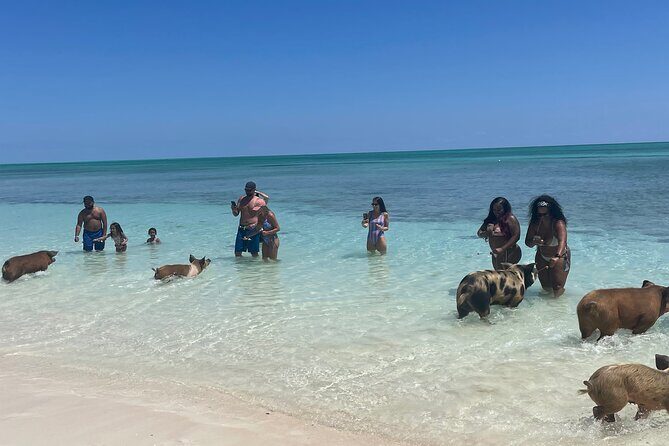 Swim with the Pigs Freeport @Creative Eco Adventures - Key Points