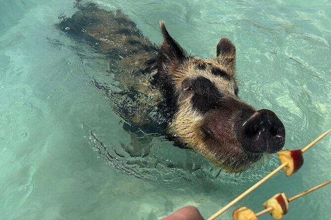 Swim with the Pigs Freeport @Creative Eco Adventures - An In-Depth Look at the Experience