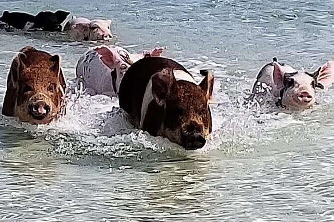 Swim with the Pigs / West End Experience - Who Would Love This Tour?