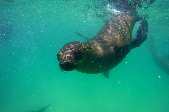 Swim with the Seals in Plettenberg Bay - The Experience: What to Expect