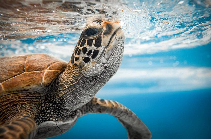 Swim With The Turtles Rarotonga - The Reviews: A Closer Look at What Travelers Say