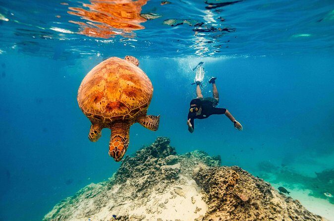 Swim With The Turtles Rarotonga - Who Will Love This Experience?