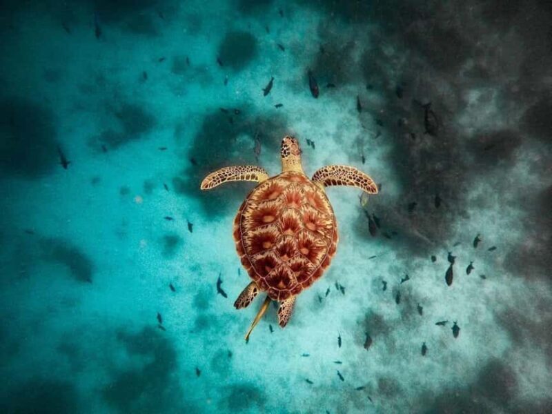 Swim with Turtle, Paje Beach, The Rock Restaurant, Kuza Cave - An Introduction to the Zanzibar Day Trip