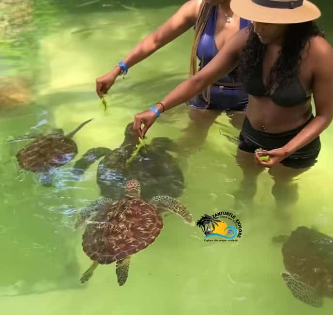 Swim with Turtles at The Lagoons Zanzibar & Stone Town Tour - Final Thoughts