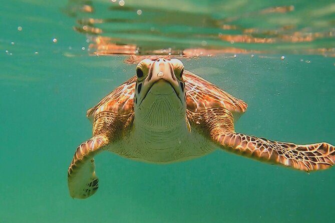Swim with Turtles in Akumal + GoPro Photo Session - Key Points