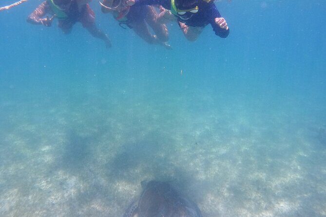 Swim with Turtles in Akumal + GoPro Photo Session - Frequently Asked Questions