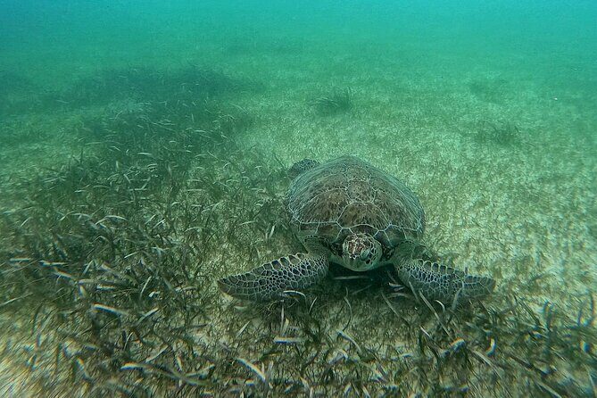 Swim with Turtles in Akumal + GoPro Photo Session - Final Thoughts