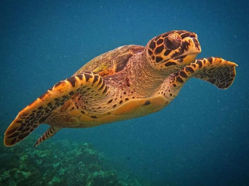 Swim with Turtles, Kuza Cave, Lunch at The Rock, Paje Beach - An Adventure in One Day: What to Expect