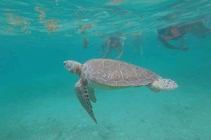 Swim with turtles + snorkelling + archaeological zone of Tulúm + cenote - FAQs