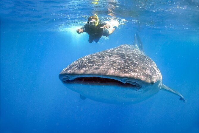 Swim with Whale Shark from Cancun - Key Points