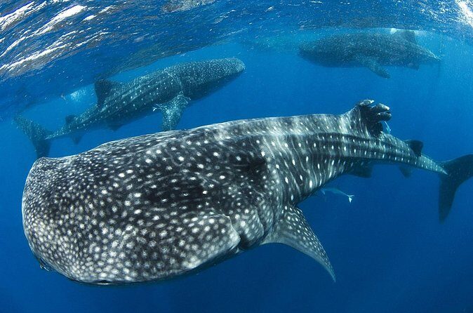 Swim with Whale Shark from Cancun - Analyzing the Value