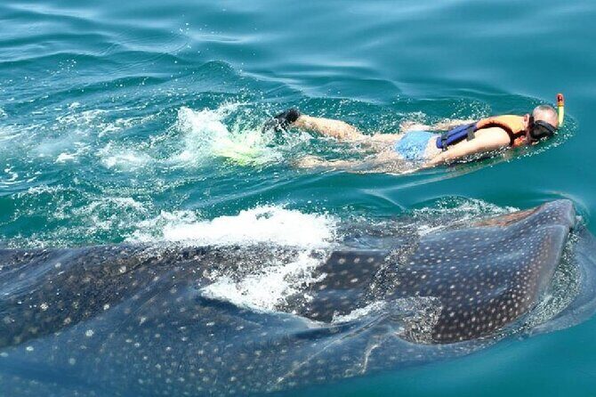 Swim with Whale Shark from Cancun - FAQ