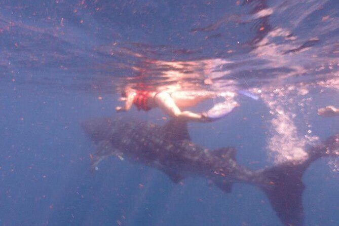 Swim with Whale Shark from Isla Mujeres and Cancun - Logistics and Practicalities