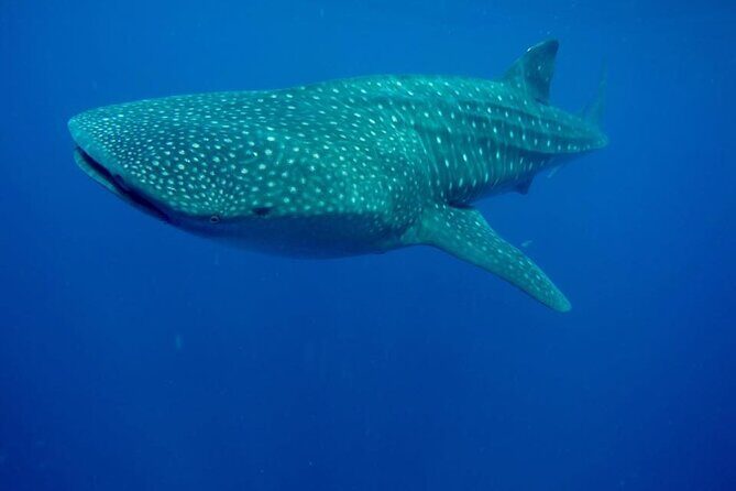 Swim with Whale Shark from Isla Mujeres and Cancun - The Sum Up