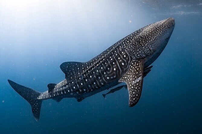 Swim with Whale Shark from La Paz - An In-Depth Look at the Whale Shark Swim Tour