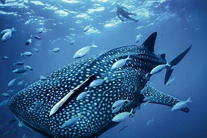 Swim with Whale Shark from La Paz - Who Should Consider This Tour?