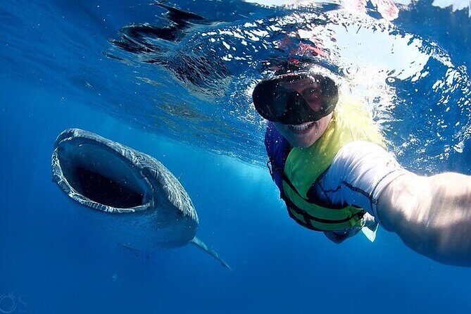 Swim with Whale Shark from La Paz - Final Thoughts