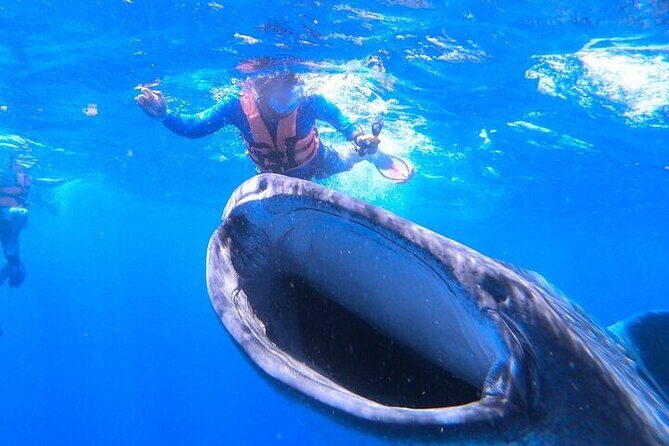 Swim with Whale Shark from La Paz - FAQs
