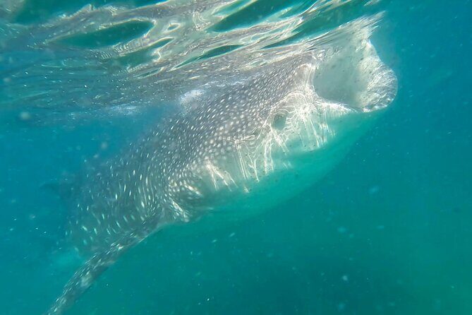 Swim with Whale Sharks #1 MUST DO IN LA PAZ - Introduction