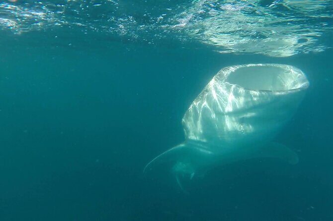 Swim with Whale Sharks #1 MUST DO IN LA PAZ - What to Expect from the Whale Shark Tour in La Paz