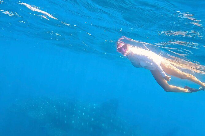 Swim with Whale Sharks #1 MUST DO IN LA PAZ - The Sum Up