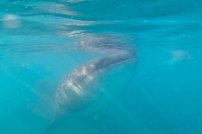 Swim with Whale Sharks #1 MUST DO IN LA PAZ - FAQ