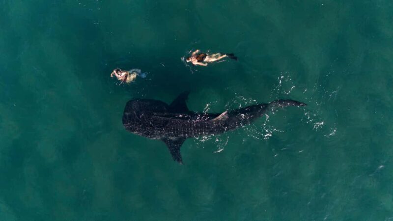 Swim with Whale Sharks in La Paz - An Authentic Marine Adventure: What to Expect