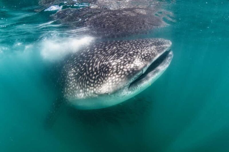 Swim with Whale Sharks in La Paz - The Experience in Detail