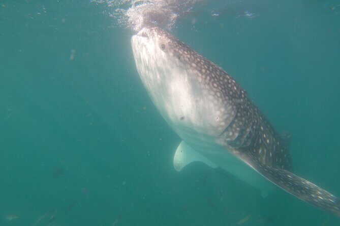 Swim with Whale Sharks in La Paz - Key Points