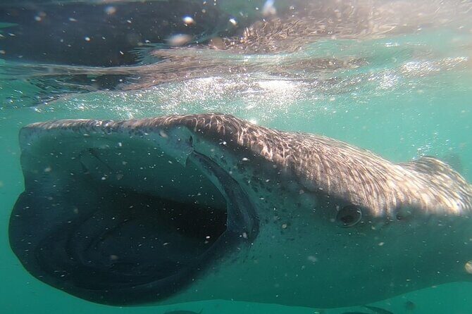 Swim with Whale Sharks in La Paz - What Makes This Tour Stand Out