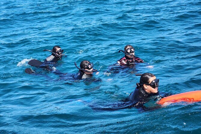 Swim with Whale Sharks in La Paz - Who Should Consider This Tour?