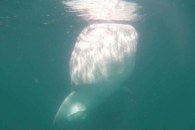 Swim with Whale Sharks in La Paz - Final Thoughts: Is It Worth It?