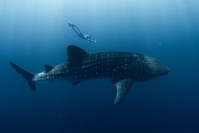 Swim with Whale Sharks in the Ningaloo Reef: 3 Island Shark Dive - An In-Depth Look at the Tour