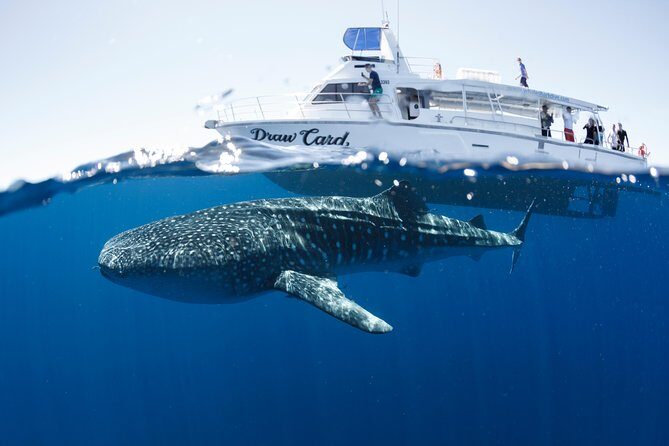 Swim with Whale Sharks in the Ningaloo Reef: 3 Island Shark Dive - FAQ