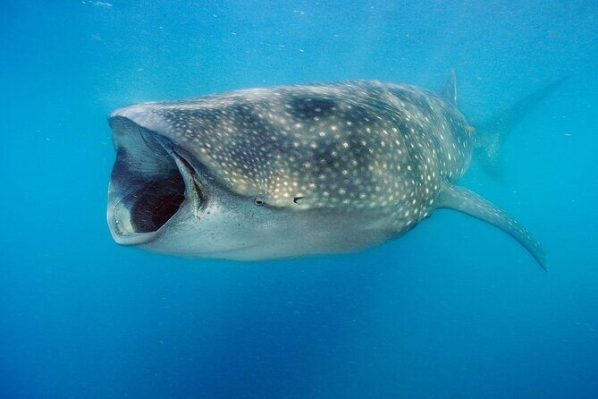 Swim with Whale Sharks & Isla Mujeres - A Deep Dive into the Experience
