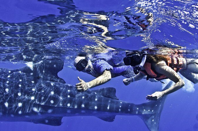 Swim with Whale Sharks & Isla Mujeres - What’s Included and What’s Not