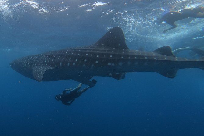 Swim with whale sharks on a private tour - The Itinerary: Step-by-Step Breakdown