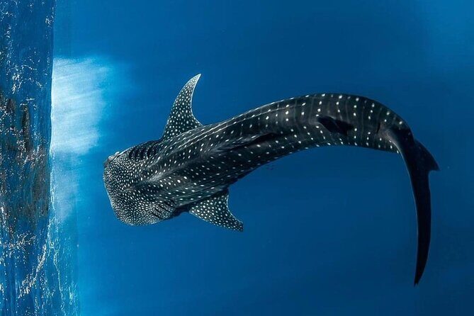 Swim with Whale Sharks Private tour from Playa del Carmen - Starting Point and Transportation