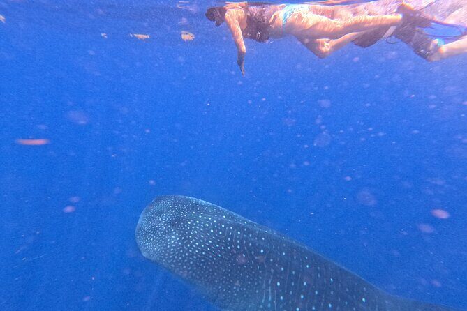 Swim with Whale Sharks Private tour from Playa del Carmen - Possible Dolphin Sightings