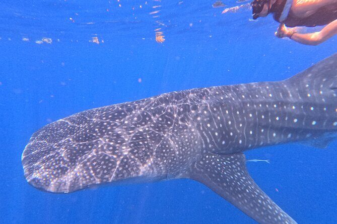 Swim with Whale Sharks Private tour from Playa del Carmen - Post-Swim and Lunch
