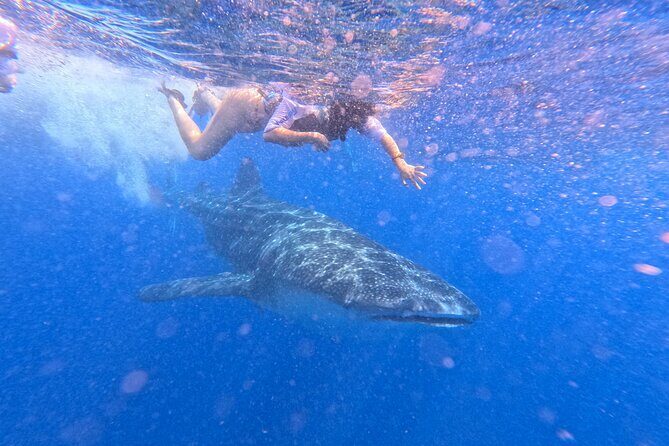 Swim with Whale Sharks Private tour from Playa del Carmen - Pricing and Value
