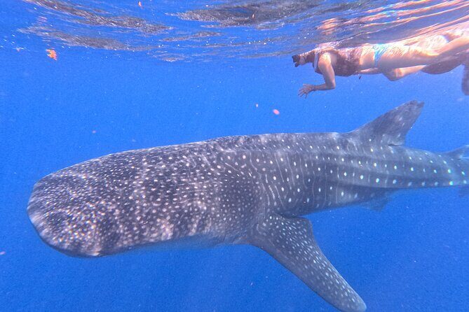 Swim with Whale Sharks Private tour from Playa del Carmen - Duration and Flexibility