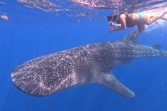 Swim with Whale Sharks Private tour from Playa del Carmen - Cancellation Policy