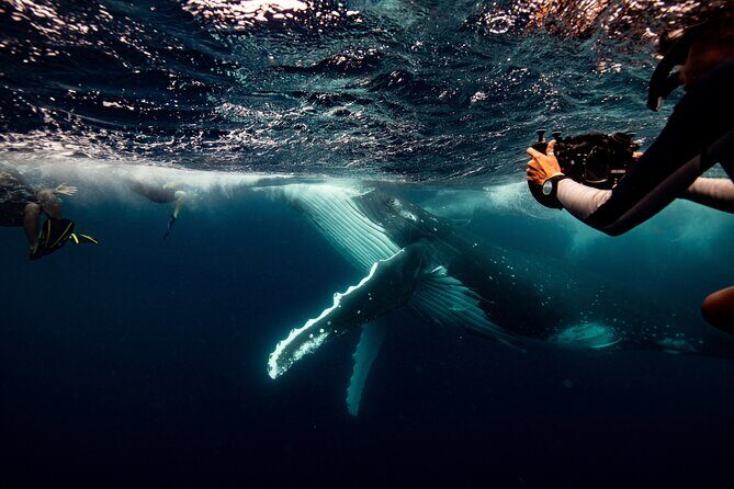 Swim with Whales Gold Coast - Key Points