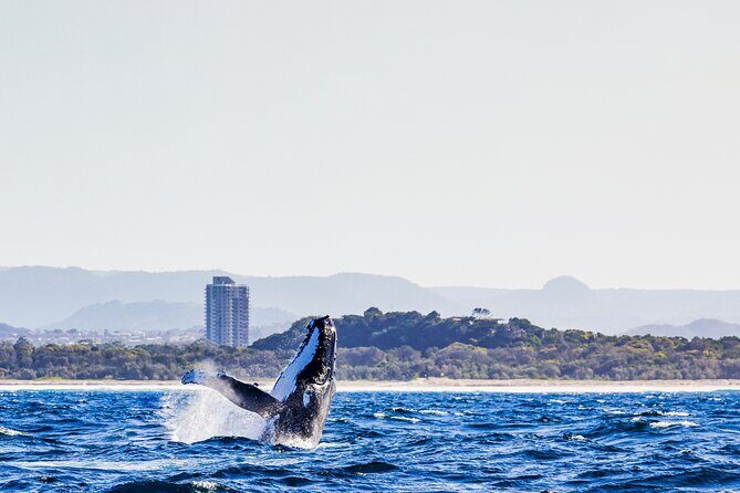 Swim with Whales Gold Coast - Is This Tour Worth It?