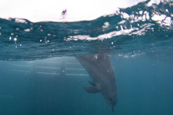Swim with Wild Dolphins Day Tour - Final Thoughts