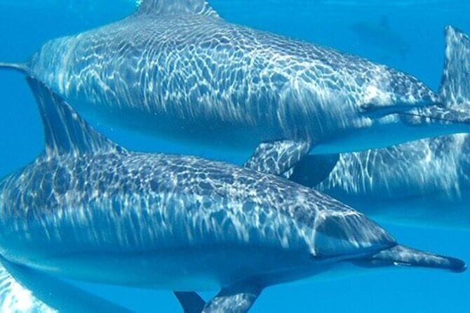 Swim with Wild Dolphins in Hurghada - An Introduction to the Hurghada Dolphin Experience