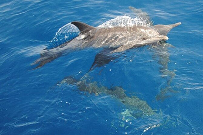 Swim with Wild Dolphins in Hurghada - Why This Tour Offers Great Value