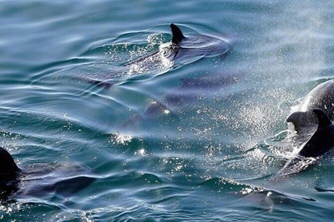 Swim with Wild Dolphins in Hurghada - Who Should Consider This Tour?