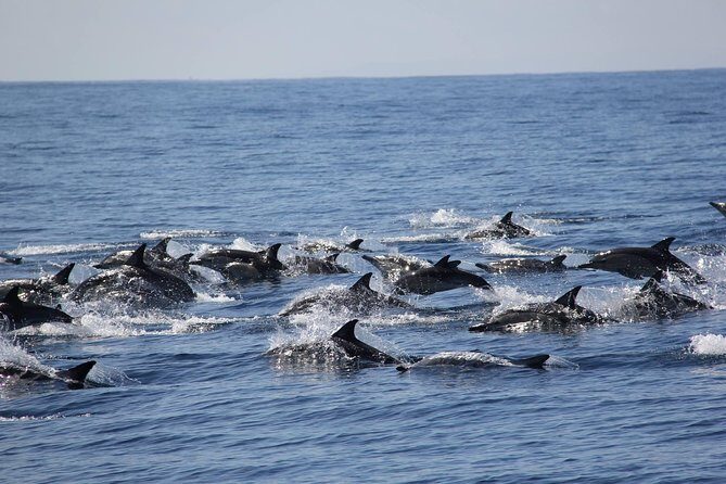 Swim With Wild Dolphins in Tauranga - Key Points